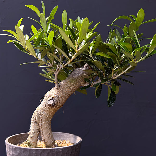 オリーブ：ネバティロブランコ　創樹さんの盆栽仕立て　4号鉢植え26-02