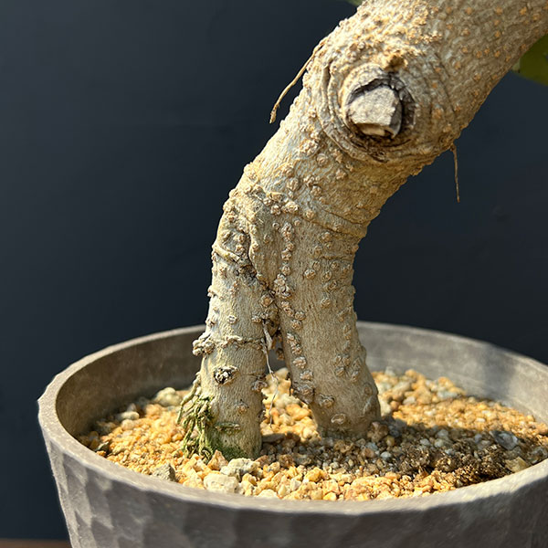 オリーブ：ネバティロブランコ　創樹さんの盆栽仕立て　4号鉢植え26-02