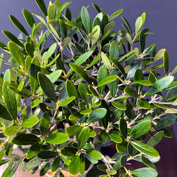 オリーブ：ネバティロブランコ　創樹さんの盆栽仕立て　4号鉢植え26-03