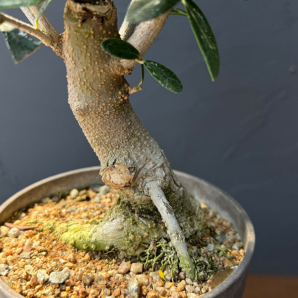 オリーブ：ネバティロブランコ　創樹さんの盆栽仕立て　4号鉢植え26-03