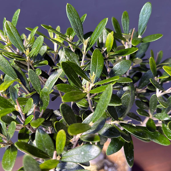 オリーブ：ネバティロブランコ　創樹さんの盆栽仕立て　4号鉢植え26-04