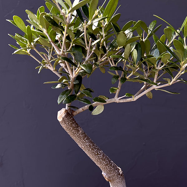 オリーブ：ネバティロブランコ　創樹さんの盆栽仕立て　4号鉢植え26-04