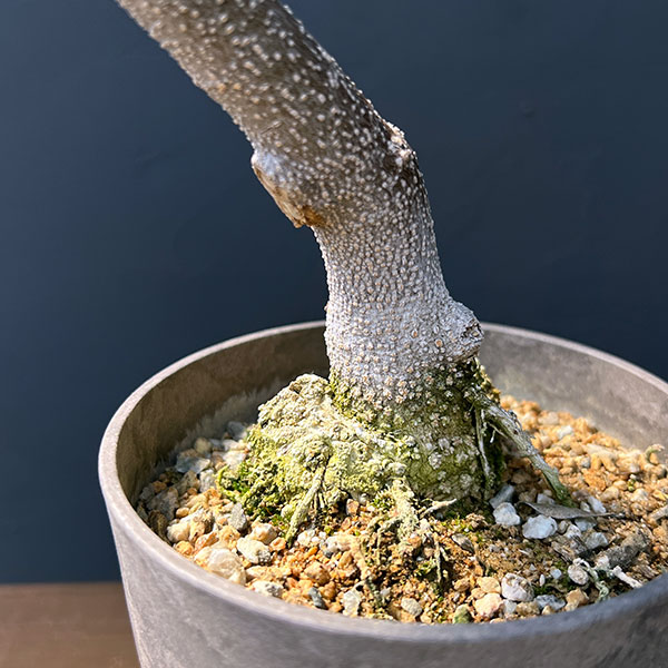 オリーブ：ネバティロブランコ　創樹さんの盆栽仕立て　4号鉢植え26-04