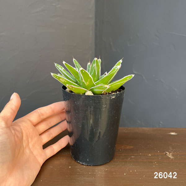 アガベ：ダルマ笹の雪 3号ロングポット