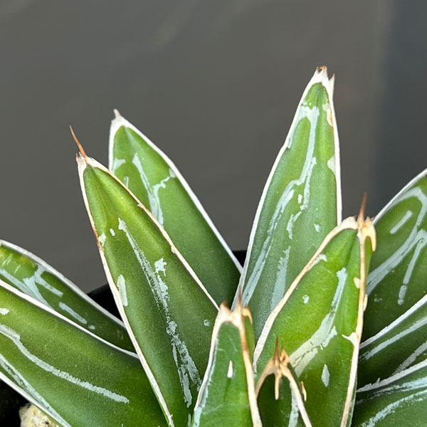 アガベ：ダルマ笹の雪 3号ロングポット