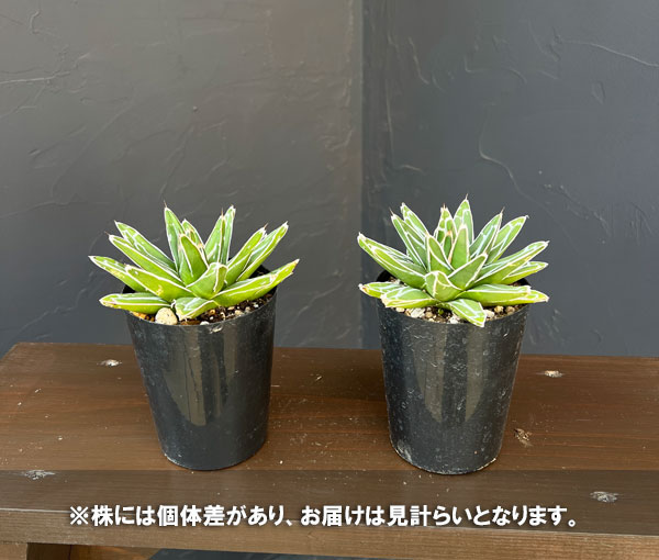 アガベ：ダルマ笹の雪 3号ロングポット