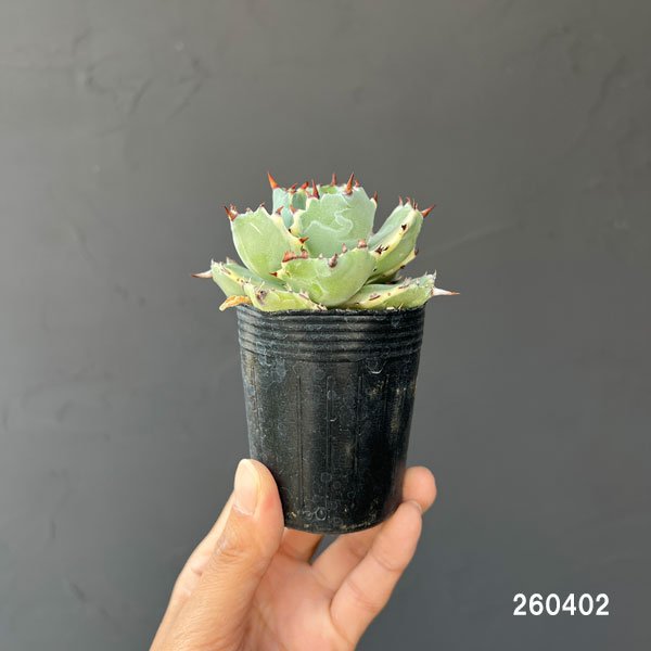 アガベ：兜蟹錦（カブトガニニシキ）2号ロングポット