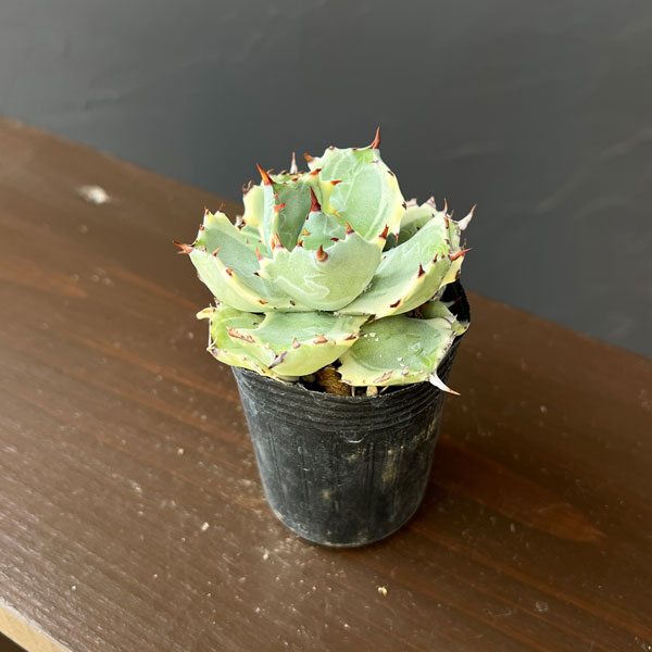 アガベ：兜蟹錦（カブトガニニシキ）2号ロングポット