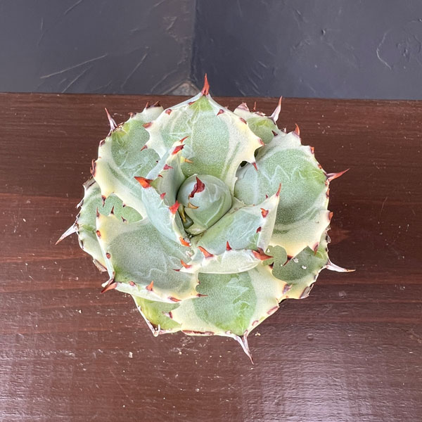 アガベ：兜蟹錦（カブトガニニシキ）2号ロングポット