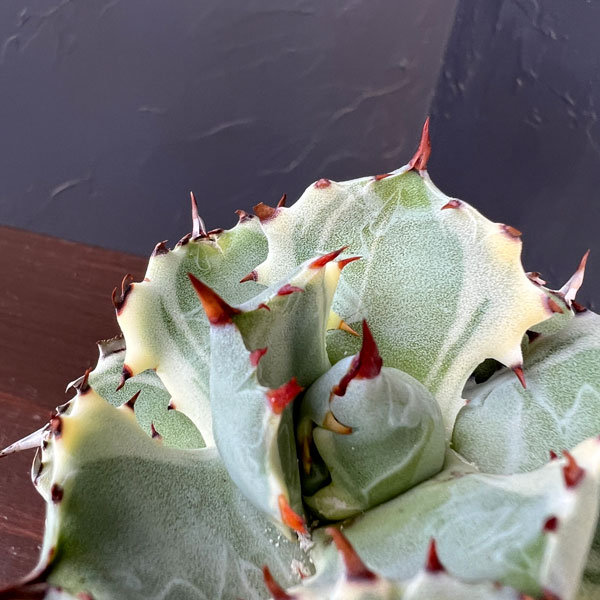 アガベ：兜蟹錦（カブトガニニシキ）2号ロングポット