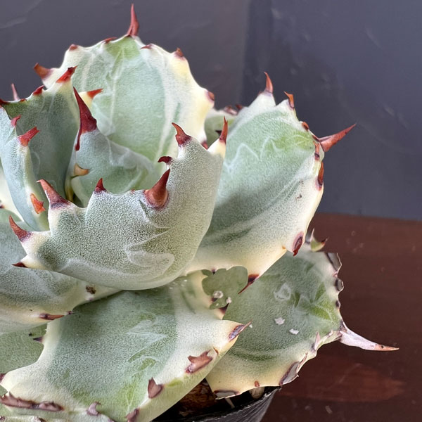 アガベ：兜蟹錦（カブトガニニシキ）2号ロングポット