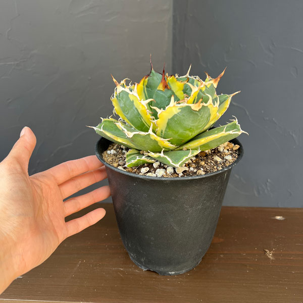 アガベ:チタノタ 白鯨錦(ハクゲイニシキ) 5号鉢植え26-01