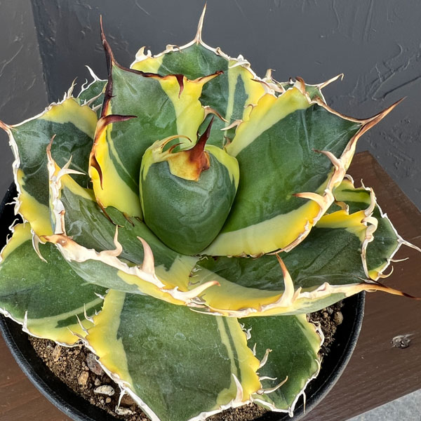 アガベ:チタノタ 白鯨錦(ハクゲイニシキ) 5号鉢植え26-01