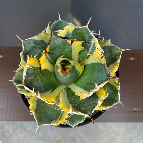 アガベ:チタノタ 白鯨錦(ハクゲイニシキ) 5号鉢植え26-01