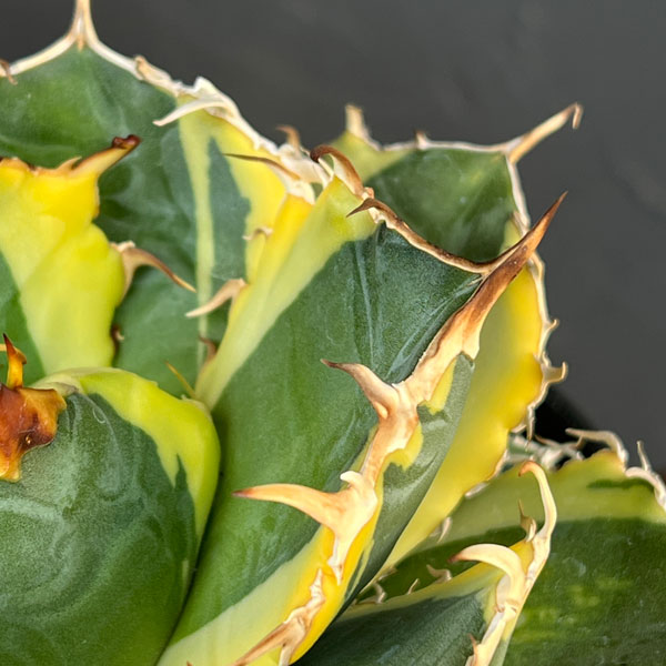 アガベ:チタノタ 白鯨錦(ハクゲイニシキ) 5号鉢植え26-01