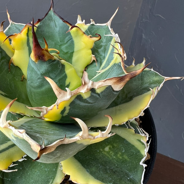 アガベ:チタノタ 白鯨錦(ハクゲイニシキ) 5号鉢植え26-01