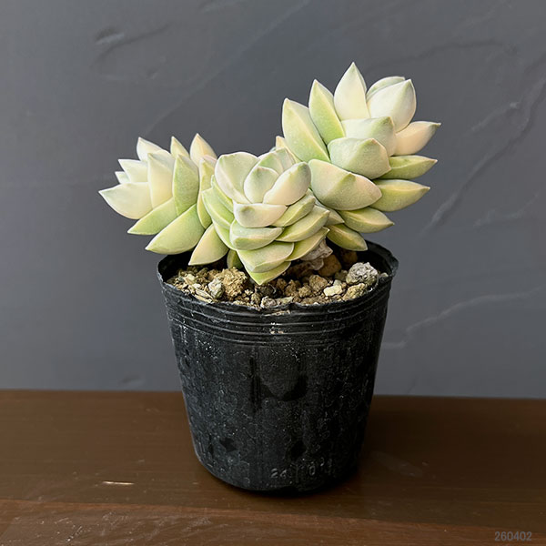 クラッスラ：紀の川錦　2号ポット