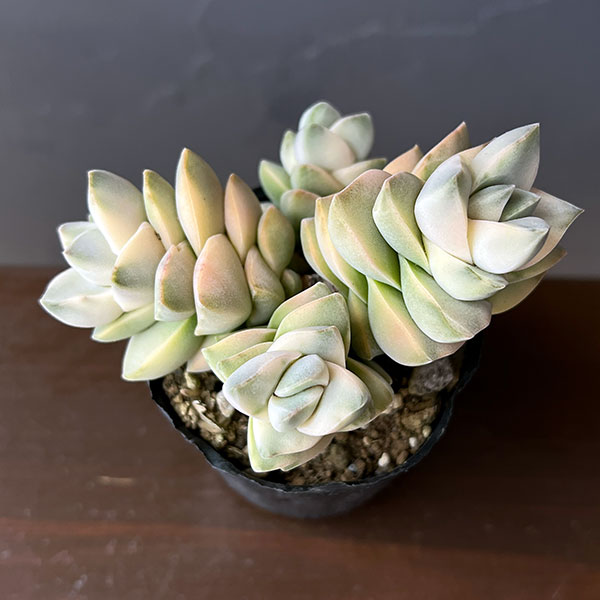 クラッスラ：紀の川錦　2号ポット