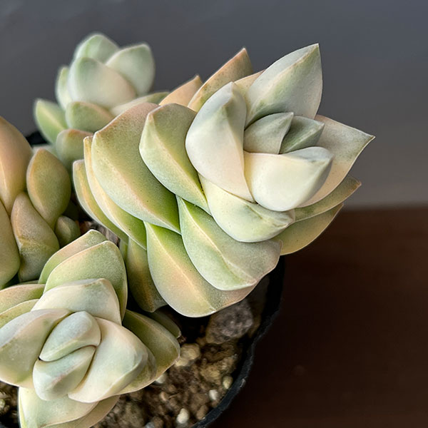 クラッスラ：紀の川錦　2号ポット