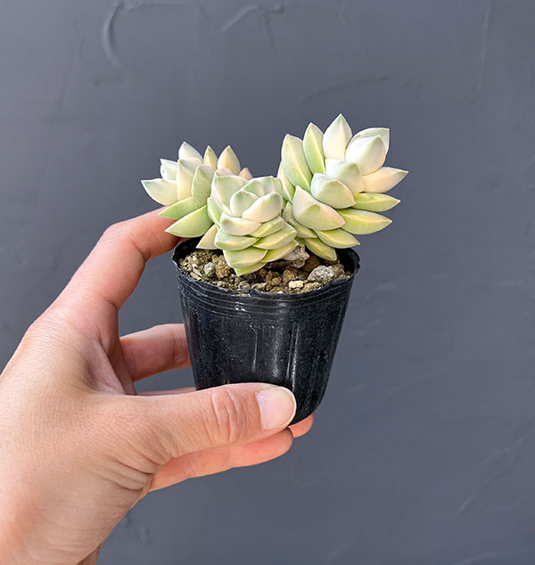 クラッスラ：紀の川錦　2号ポット