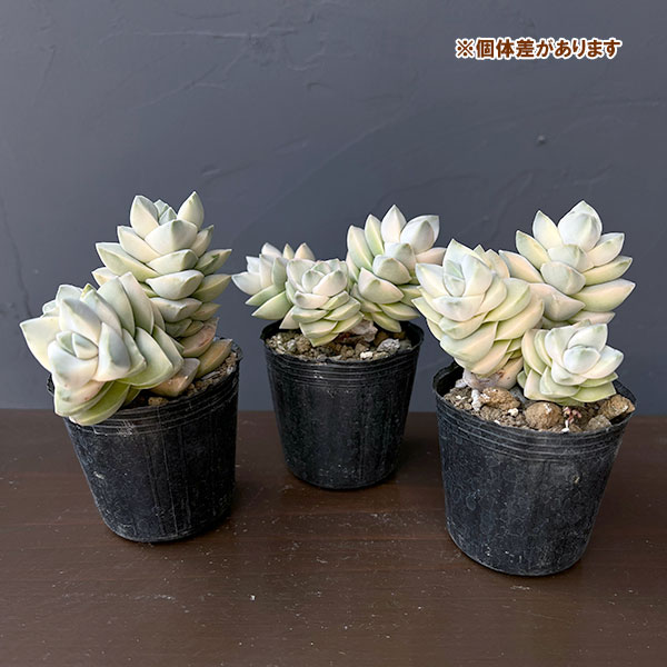 クラッスラ：紀の川錦　2号ポット