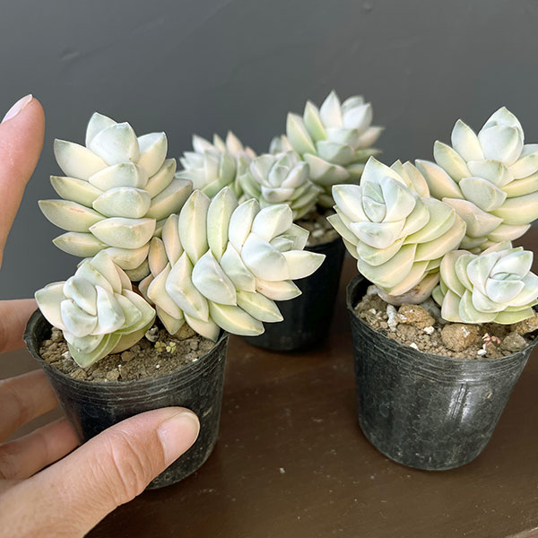 クラッスラ：紀の川錦　2号ポット