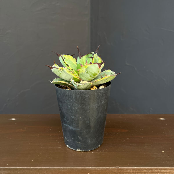 アガベ:チタノタ ブラックアンドブルー錦 3号ロングポット26-01