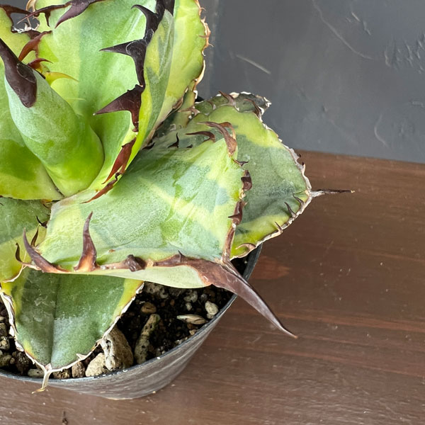 アガベ:チタノタ ブラックアンドブルー錦 3号ロングポット26-01