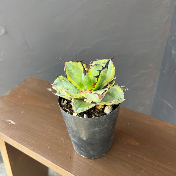 アガベ:チタノタ ブラックアンドブルー錦 3号ロングポット26-01