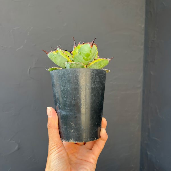 アガベ:チタノタ ブラックアンドブルー錦 3号ロングポット26-01