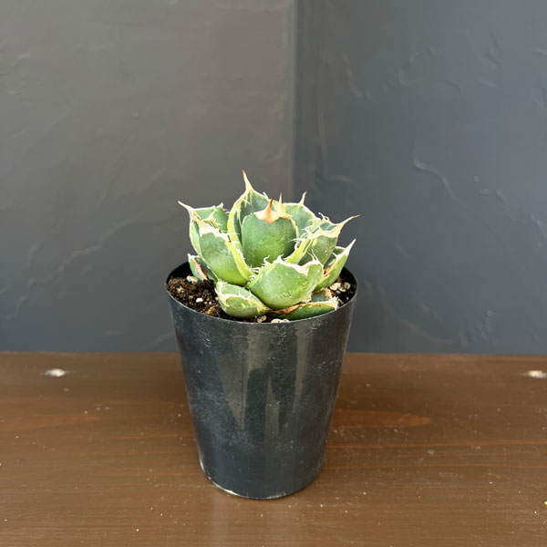 アガベ：チタノタ　南アフリカダイヤモンド錦　3号ロングポット