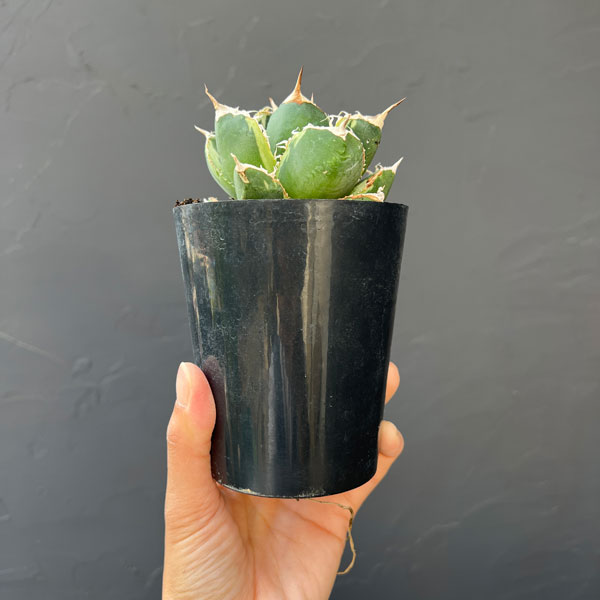 アガベ：チタノタ　南アフリカダイヤモンド錦　3号ロングポット