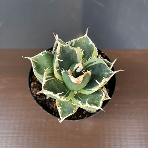 アガベ：チタノタ　南アフリカダイヤモンド錦　3号ロングポット