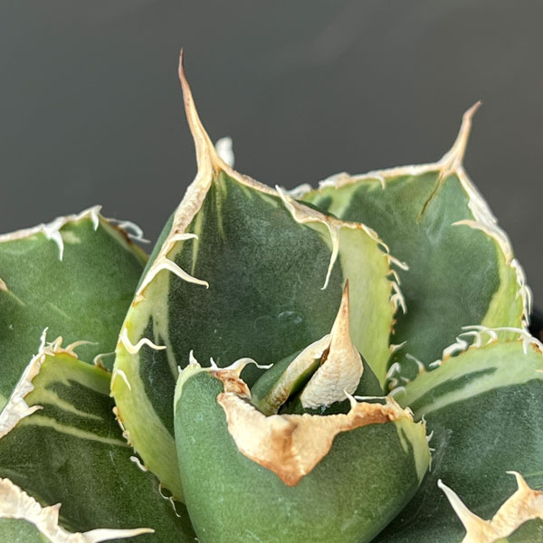 アガベ：チタノタ　南アフリカダイヤモンド錦　3号ロングポット