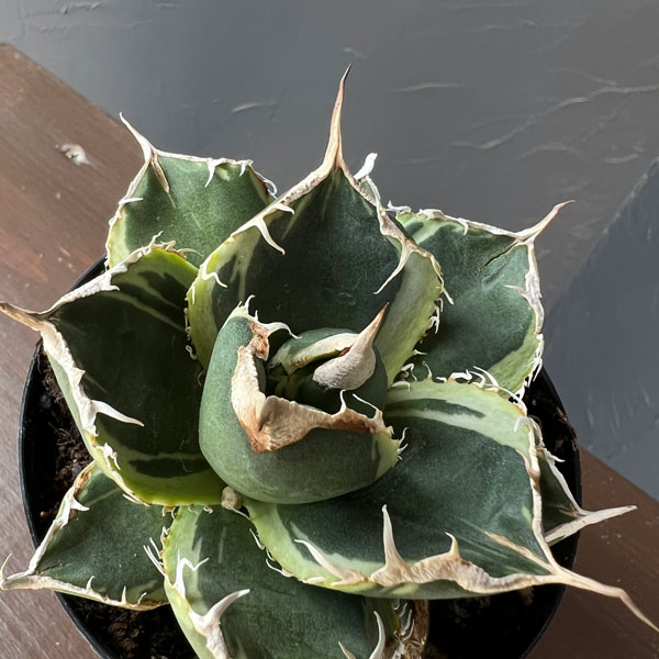 アガベ：チタノタ　南アフリカダイヤモンド錦　3号ロングポット