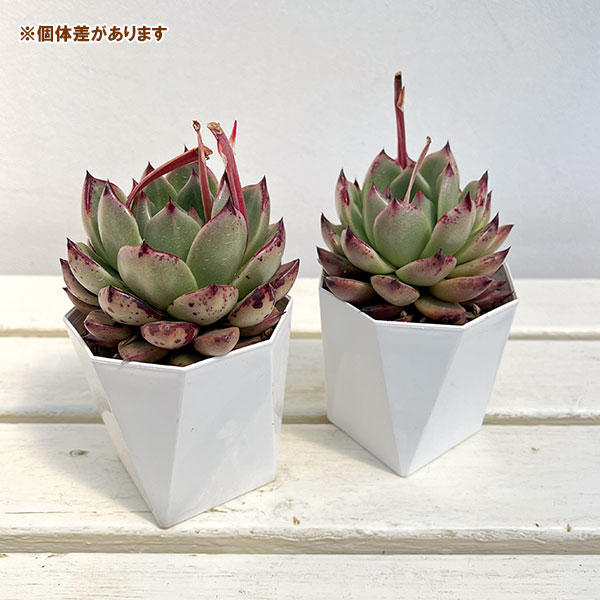 エケベリア：ピンクハニー（大株）　3.5号