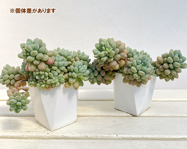 エケベリア：キャビア（群生）　3.5号