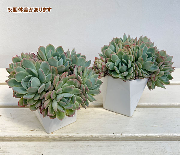 エケベリア：ハオルヤ（群生）　3.5号