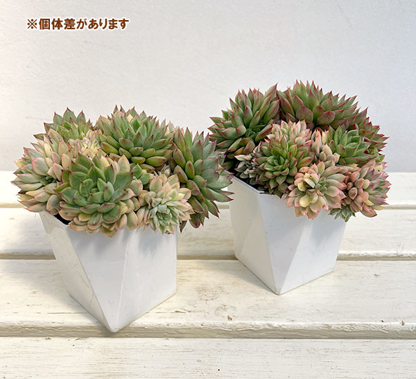 エケベリア:メビナ錦(群生) 3.5号