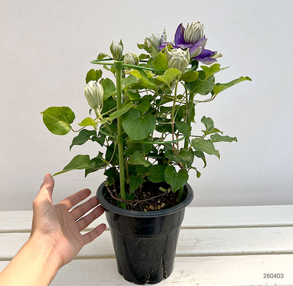 クレマチス:新紫玉(シンシギョク)5号鉢植え