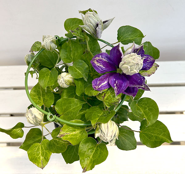 クレマチス:新紫玉(シンシギョク)5号鉢植え