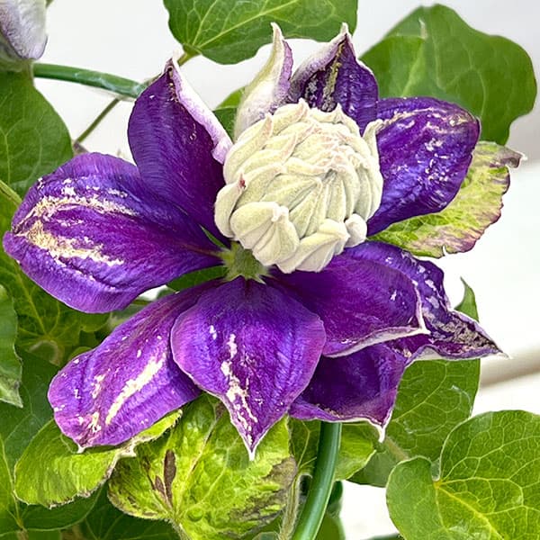 クレマチス:新紫玉(シンシギョク)5号鉢植え