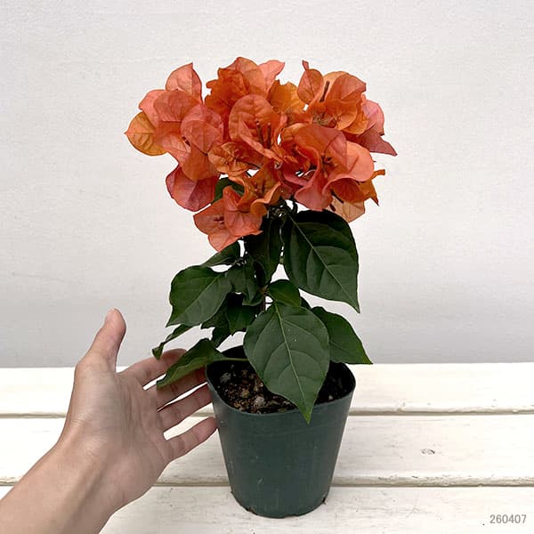 ブーゲンビレア：カリフォルニアオレンジ3.5号鉢植え