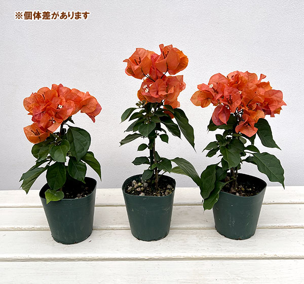 ブーゲンビレア：カリフォルニアオレンジ3.5号鉢植え