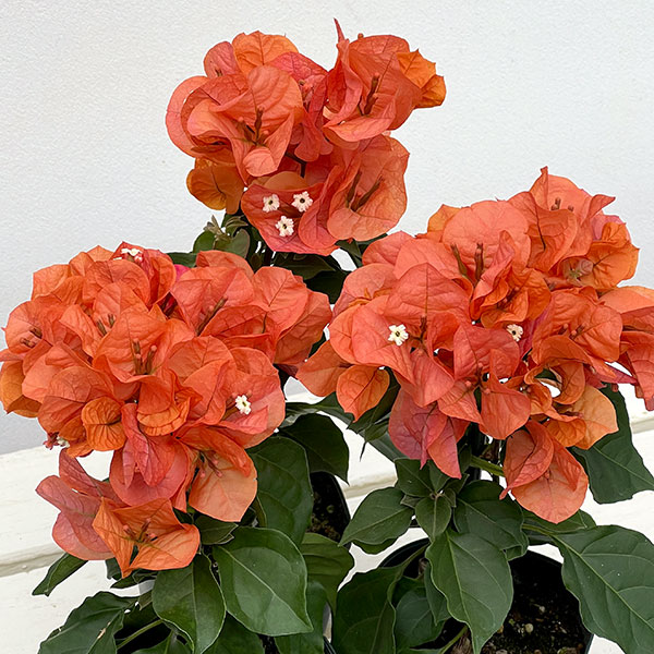 ブーゲンビレア：カリフォルニアオレンジ3.5号鉢植え