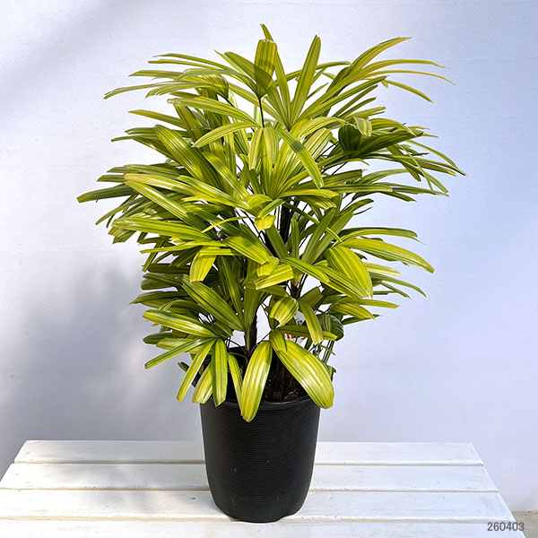 カンノンチク：綾錦(あやにしき)8号鉢植え