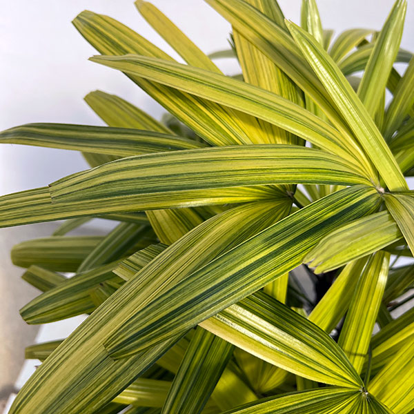 カンノンチク：綾錦(あやにしき)8号鉢植え