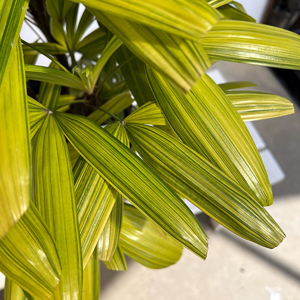 カンノンチク：綾錦(あやにしき)8号鉢植え