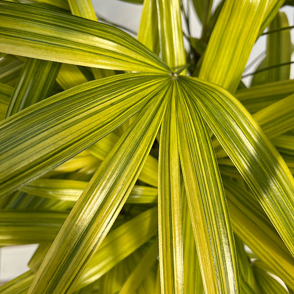 カンノンチク：綾錦(あやにしき)8号鉢植え