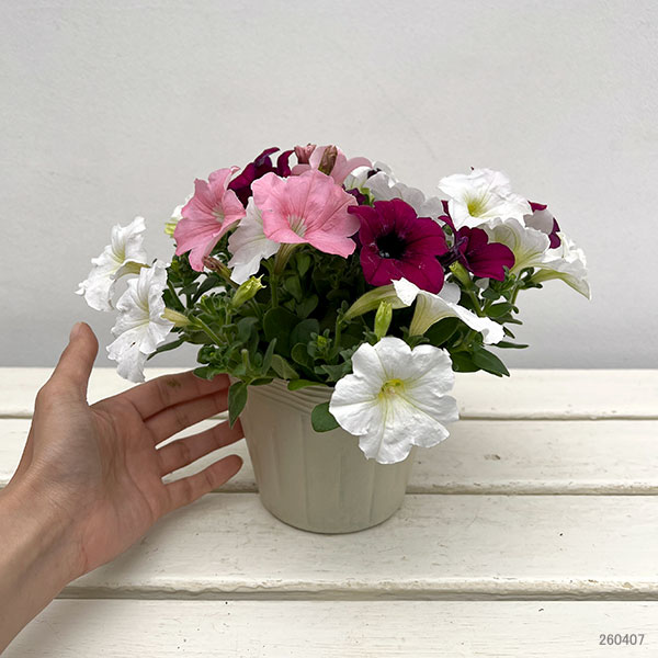 ペチュニア:3色植え(ホワイト&パープル&ピンク)4号ポット